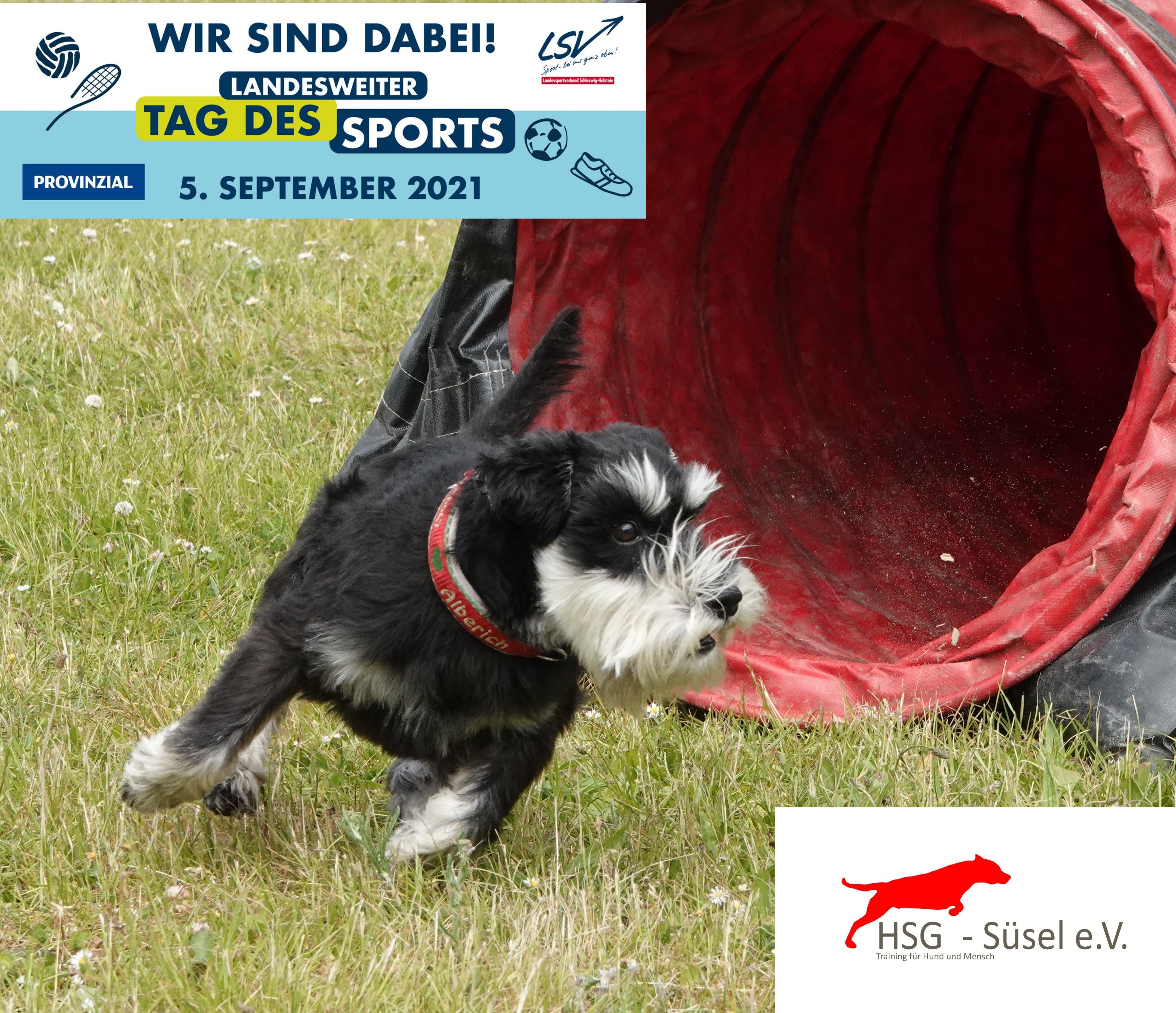 Training für Hund und Mensch in der Hunde Sport Gemeinschaft Süsel Training für Hund und Mensch in der Hunde Sport Gemeinschaft Süsel